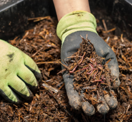 Vermiculture - worm composting