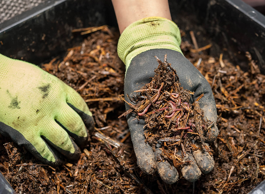 Vermiculture - worm composting